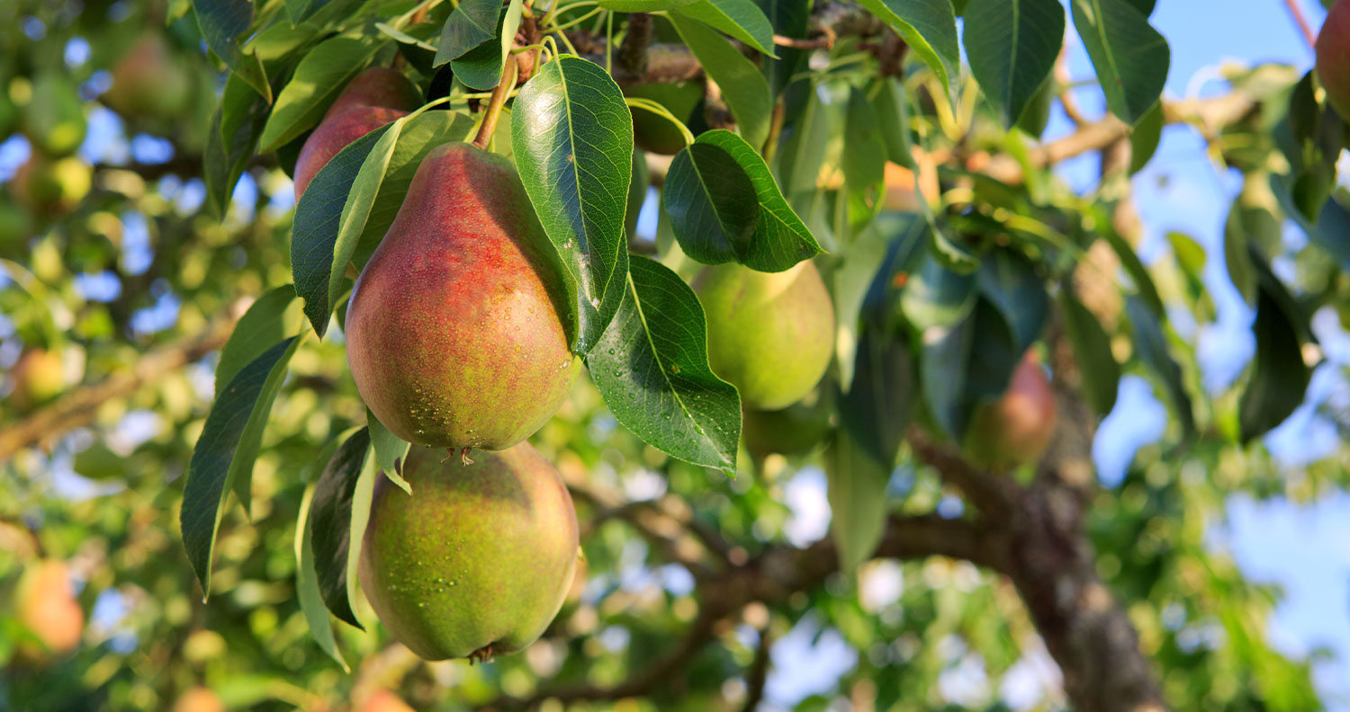 Pear Juice Concentrate