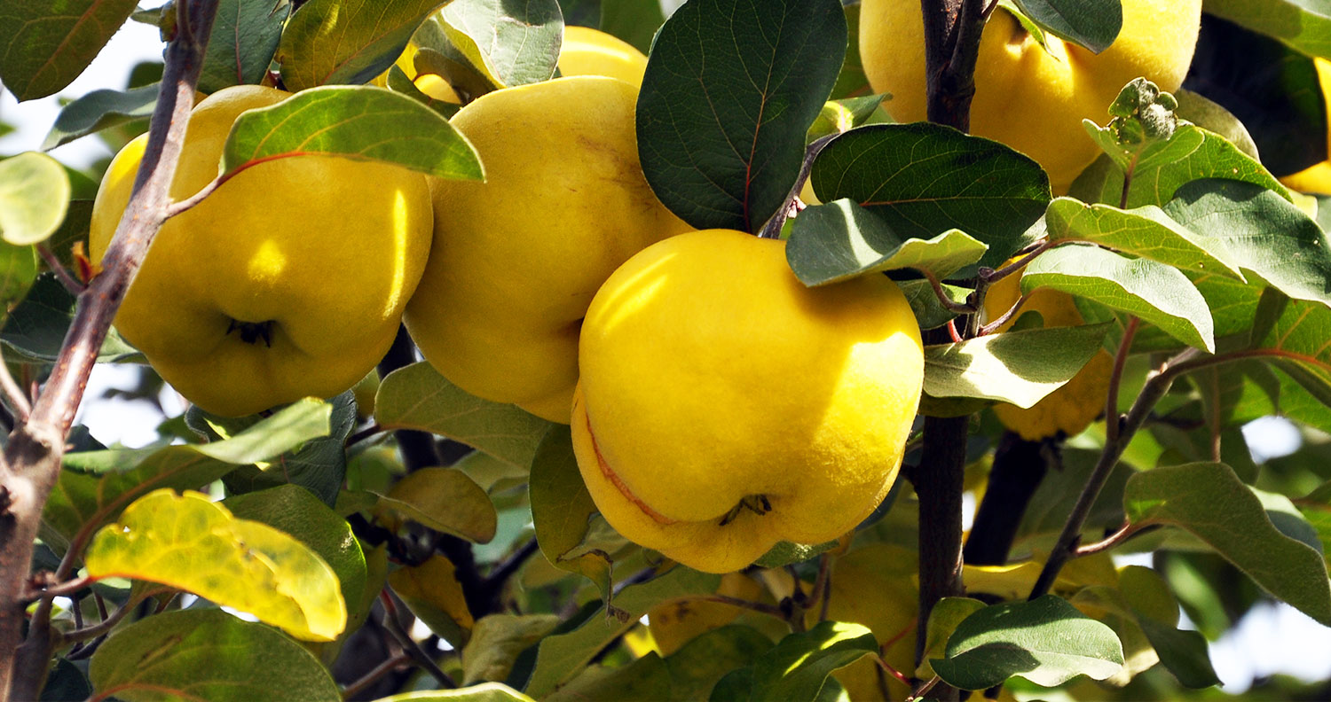 Quince Puree