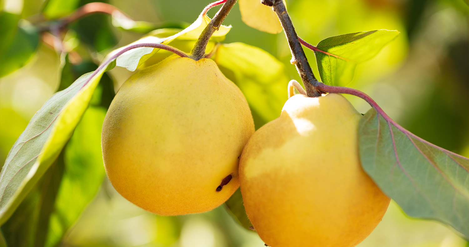 NFC Clear Quince Juice