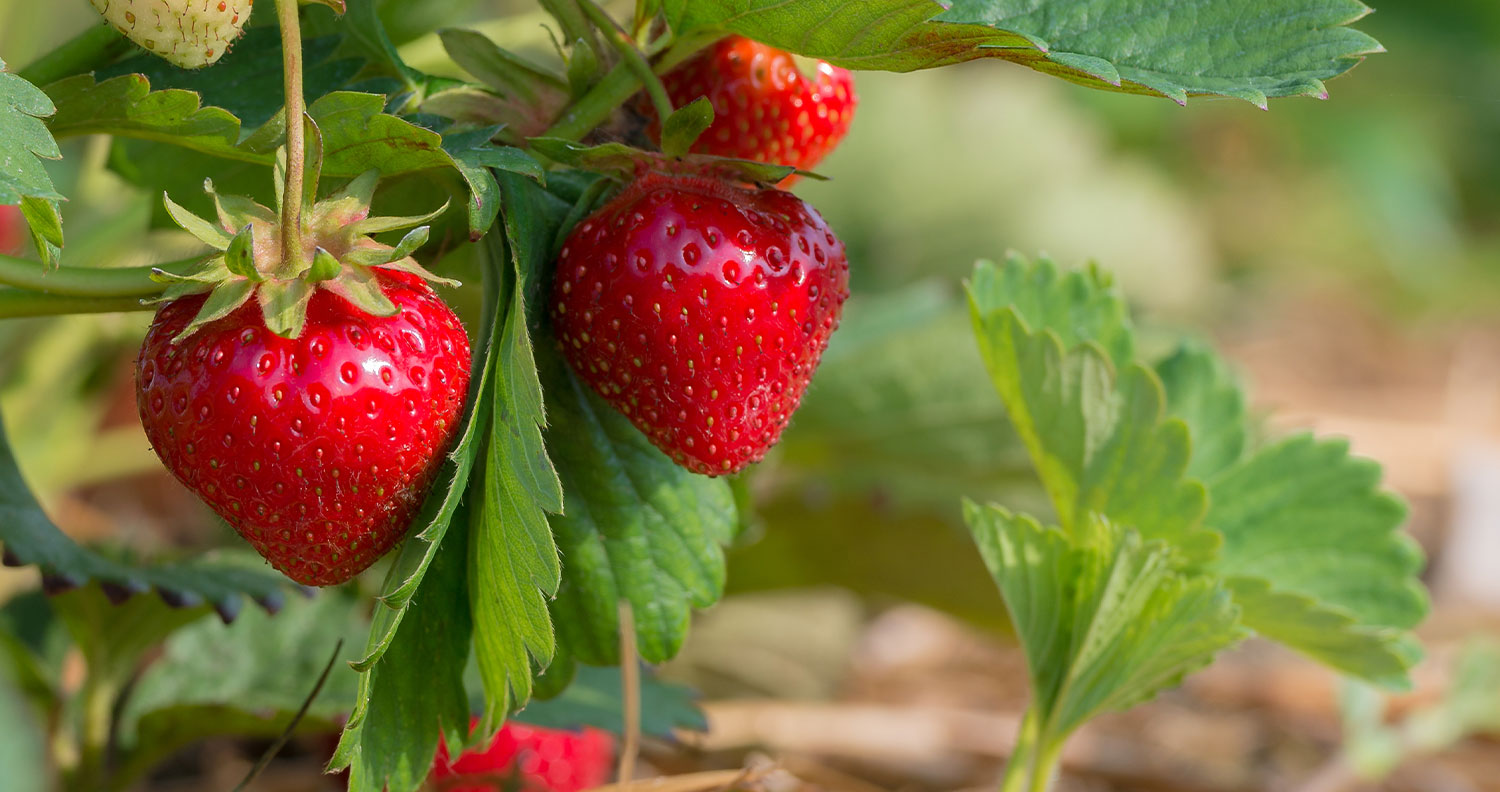 NFC Clear Strawberry Juice