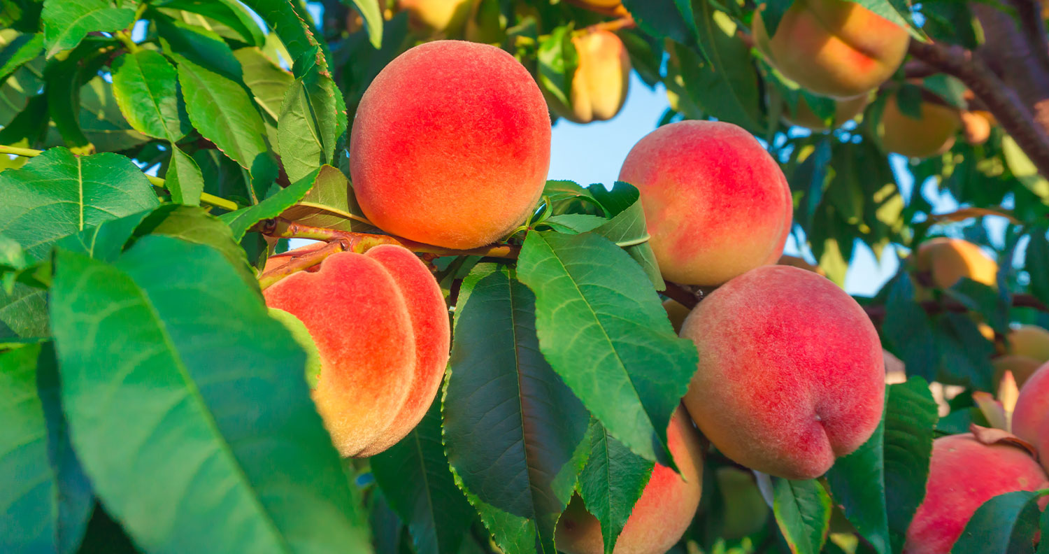 Şeftali Püre Konsantresi